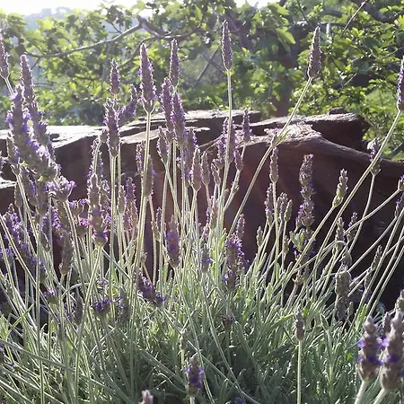 Gocce Di Luna Bed & Breakfast Celle Ligure