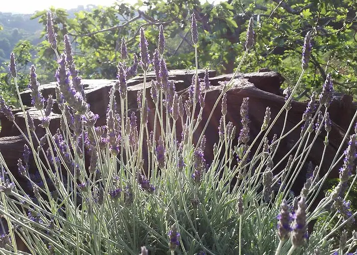 Gocce Di Luna Nocleg ze śniadaniem Celle Ligure