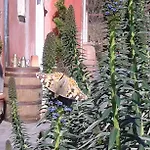 Bed & Breakfast Gocce Di Luna Celle Ligure