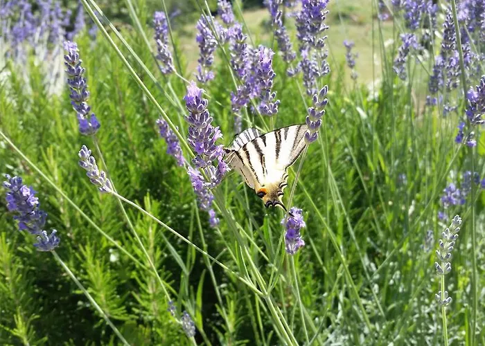 Gocce Di Luna Отель типа 